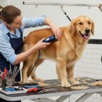 Groomer profesional realizando corte de pelo a perro golden retriever en mesa de peluquería canina